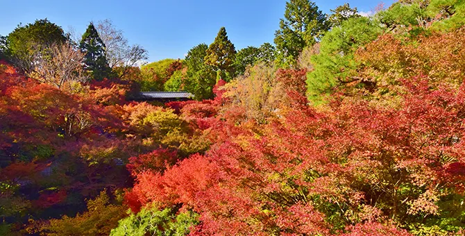 Special viewing of autumn leaves at Tofuku-ji Temple