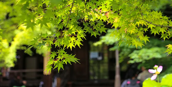 A tour of fresh green leaves and young maple leaves
