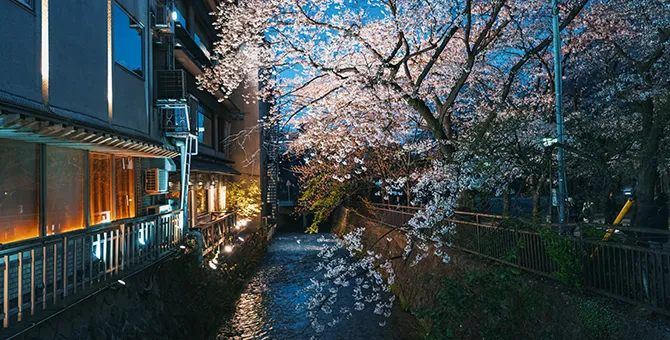 Nighttime cherry blossom illumination at Gion Shirakawa