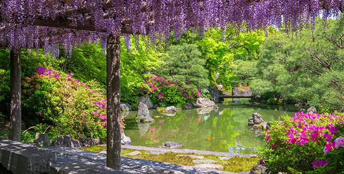 A flower viewing tour at Jonangu Shrine