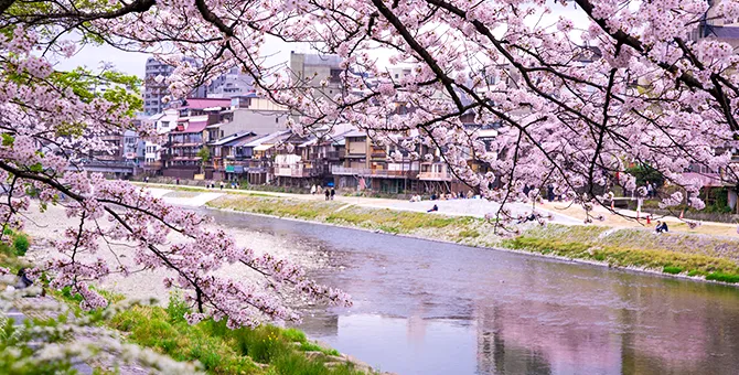 Cherry trees along Kamogawa River