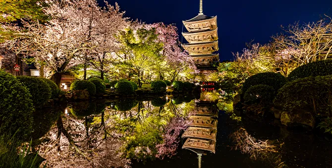 Toji Temple's Spring Special Opening and Light-Up