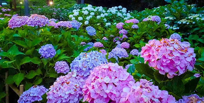 A tour of hydrangeas in southern Kyoto