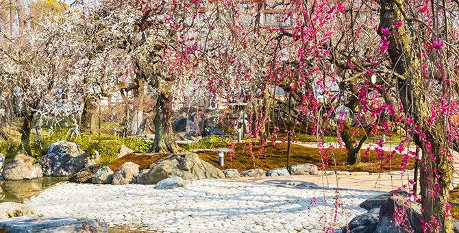 Kitano Tenmangu Shrine's Plum Garden Opens to the Public