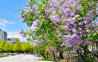 Sapporo Lilac Festival